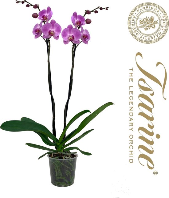 Phalaenopsis Tsarine® Nr15 2-Tak (Wit), 90 CM hoog, 15 CM potdiameter |  bol.com