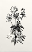 Globebloem Trollius zwart-wit (Globe Flower) - Foto op Forex - 60 x 90 cm