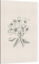 Pyrus Pyraster Wilde Peer zwart-wit  Schets (Wild Pear) - Foto op Canvas - 30 x 45 cm