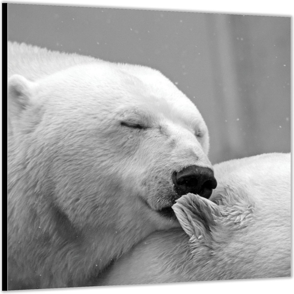 Dibond –Knuffelende IJsberen– 50x50 Foto op Aluminium (Met ophangl)