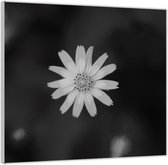 Acrylglas –Madeliefje op Zwarte Achtergrond– 80x80 (Wanddecoratie op Acrylglas)