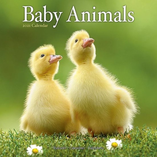 Baby Animals Kalender 21 Bol Com