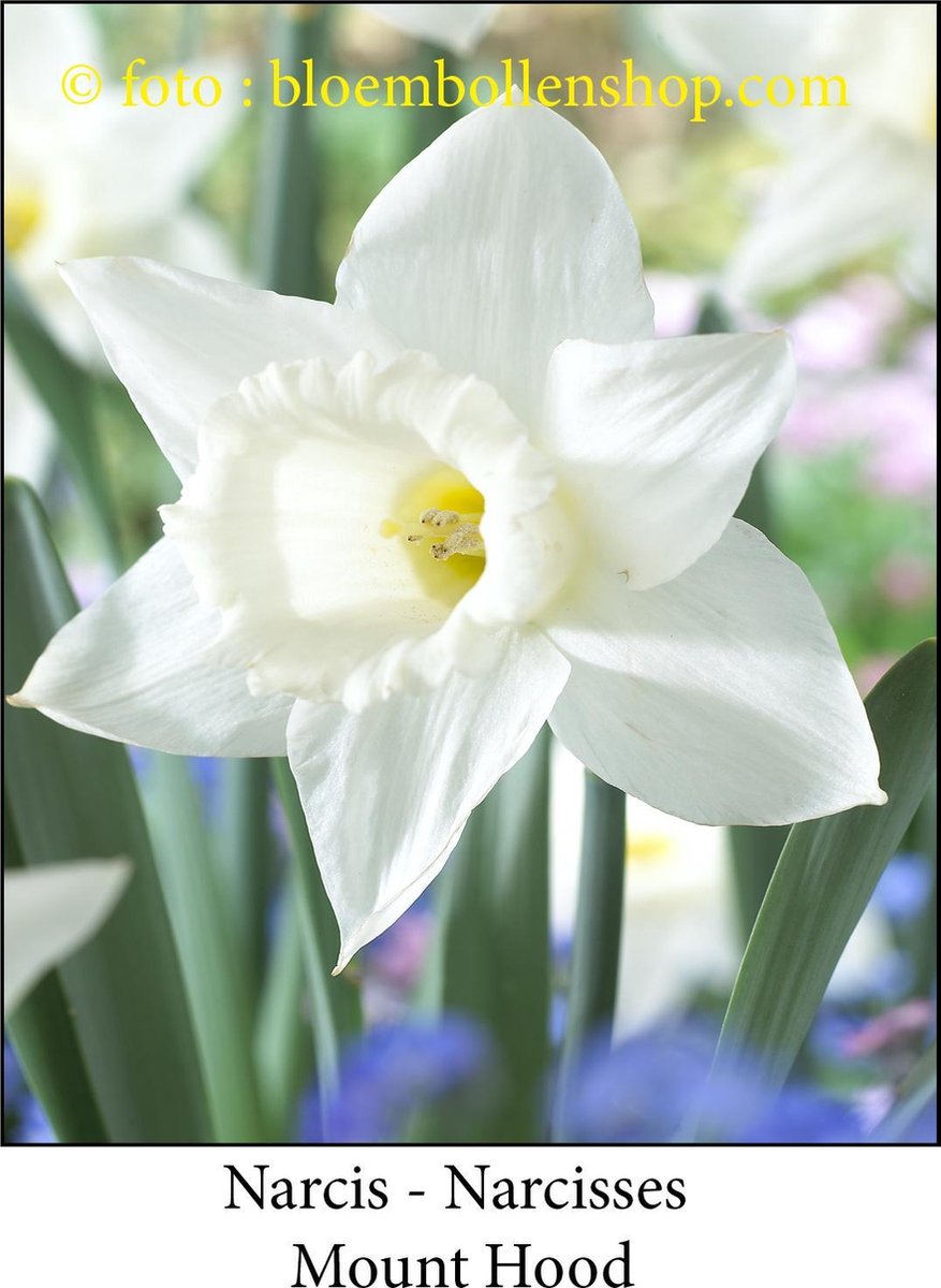 narcis Mount Hood 20 bollen maat 15/17 trompetnarcis