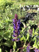 6 x Salvia nemorosa 'Negrito' - Bossalie - P9 Pot (9 x 9cm) - Dima Vaste Planten
