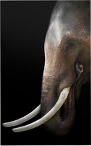 Aziatische olifant op zwarte achtergrond - Foto op Forex - 60 x 90 cm