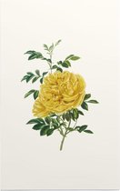 Rosa Foetida Aquarel (Persian Yellow Rose) - Foto op Forex - 30 x 45 cm