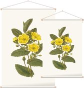 Hibbertia Aquarel (Hibbertia) - Foto op Textielposter - 90 x 135 cm