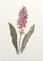Orchis (Orchis) - Foto op Posterpapier - 50 x 70 cm (B2)
