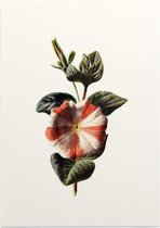 Petunia (Striped Petunia White) - Foto op Posterpapier - 50 x 70 cm (B2)