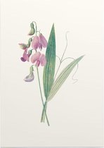 Brede Lathyrus (Everlasting Pea) - Foto op Posterpapier - 42 x 59.4 cm (A2)