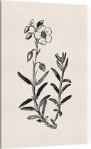 Zonneroosje zwart-wit (Rock Rose) - Foto op Canvas - 60 x 90 cm