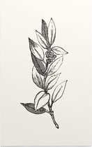 Ilex Opaca zwart-wit 2 (Holly Berries) - Foto op Forex - 100 x 150 cm