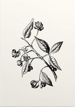 Kardinaalsmuts zwart-wit (Spindle Tree) - Foto op Posterpapier - 42 x 59.4 cm (A2)