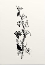 Klimop zwart-wit (Ivy) - Foto op Posterpapier - 50 x 70 cm (B2)