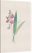 Brede Lathyrus (Everlasting Pea) - Foto op Canvas - 60 x 90 cm