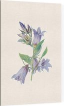 Ruig Klokje (Nettle Leaved Bellflower) - Foto op Canvas - 100 x 150 cm