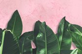 Fotobehang Tropische Planten Op Roze Achtergrond - Vliesbehang - 400 x 280 cm