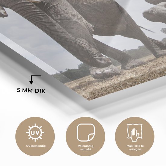 MuchoWow® Peinture sur verre 120x80 cm - Peinture sur verre acrylique - Éléphant - Animaux - Nature - Uni - Photo sur verre - Peintures