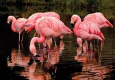 Fotobehang - Vlies Behang - Roze Flamingo's in het Water - 416 x 290 cm