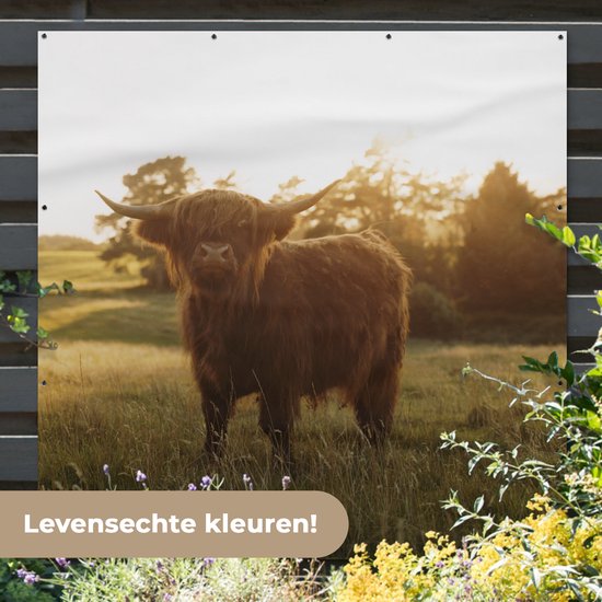 Tuinposter 200x200 cm - Tuindecoratie Schotse hooglander - Gras - Zon - Poster voor in de tuin - Buiten decoratie - Schutting tuinschilderij - Tuindoek muurdecoratie - Wanddecoratie balkondoek