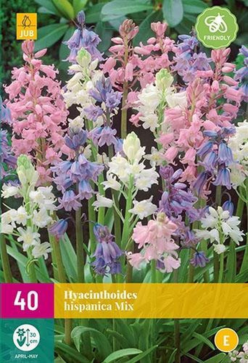 Jub Holland - bloembollen - Spaanse boshyacint/Hyacinthoides hispanica Mix - maat 7/8 - 40 stuks