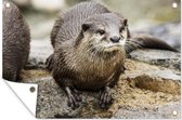 Affiche jardin - Toile Posters de jardin extérieur - Loutre - Pierre - Water - 120x80 cm - Jardin