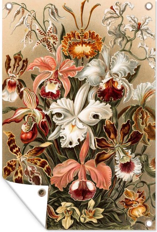 Tuinposters buiten Orchidee - Ernst Haeckel - 60x90 cm - Tuindoek - Buitenposter