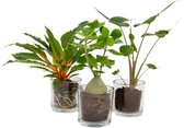 Kamerplanten van Botanicly – 3 × Alocasia in Glas pot als set – Hoogte: 40 cm