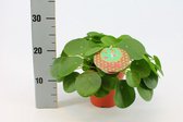 Kamerplant van Botanicly – Pannenkoekenplant – Hoogte: 30 cm – Pilea Peperomioides