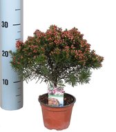 Bloem van Botanicly – Chamelaucium uncinatum Snowflake – Hoogte: 35 cm