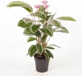 Kamerplant van Botanicly – Calathea Bicajoux Gecko – Hoogte: 60 cm