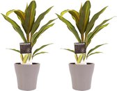 Hellogreen Kamerplant - Duo Cordyline Kiwi - 40 cm - Anna Taupe