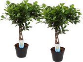 Hellogreen Kamerplant - Duo Ficus Macrocarpa Moclame - Gevlochten stam - 65 cm