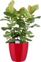 Hellogreen Kamerplant - Ficus benghalensis - Sunshine - 100 cm - ELHO sierpot Diamond Red