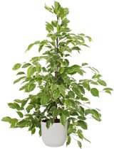 Kamerplant van Botanicly – Rubberboom in witte ELHO plastic pot als set – Hoogte: 105 cm – Ficus benjamina Golden King