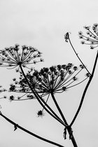 Canvas Schilderij Hogweed Silhouette