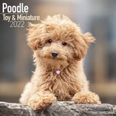 Toy and Miniature Poodles - Toypudel und Zwergpudel 2022 - 1