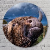 Muurcirkel ⌀ 50 cm - Domestic yak - Kunststof Forex - Dieren - Rond Schilderij - Wandcirkel - Wanddecoratie