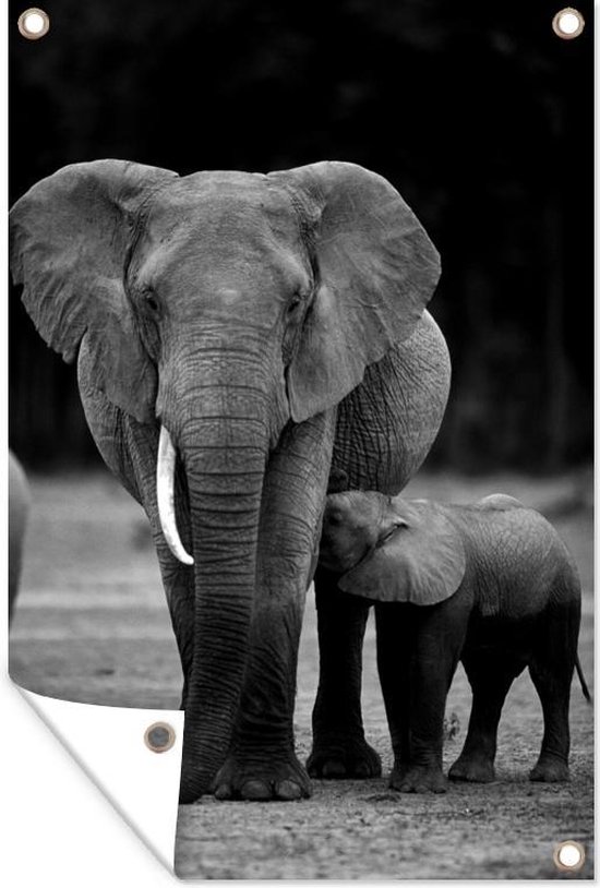 Tuindecoratie Baby olifant die gevoed wordt door zijn moeder - zwart wit - 40x60 cm - Tuinposter - Tuindoek - Buitenposter