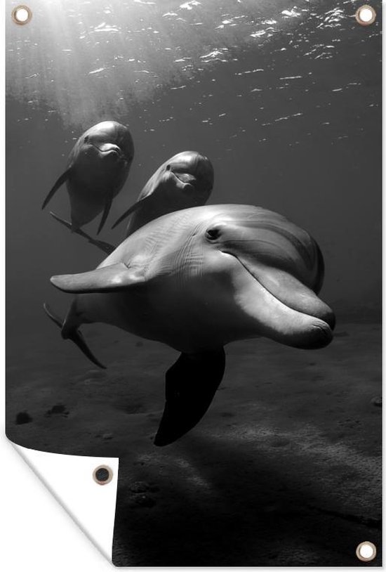 D coration murale Photo sous marine de trois dauphins noir et