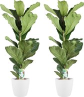 Kamerplanten van Botanicly – 2 × Vioolplant  incl. sierpot wit als set – Hoogte: 65 cm – Ficus Lyrata