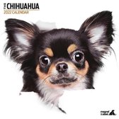 Chihuahua - Kalender 2022