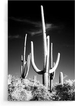 Walljar - Saguara Cactus II - Zwart wit poster