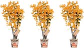 Orchideeën van Botanicly – 3 × Bamboe Orchidee – Hoogte: 50 cm, 3 takken – Dendrobium nobile Firebird