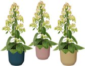 Hellogreen Kamerplant - Set van 3 - Magic Bells Kalanchoë - 65 cm - in ELHO Vibes Fold sierpot