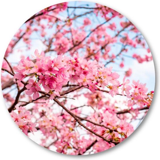 Roze Bloesem met een Blauwe Lucht - Muurcirkel Forex 80cm | Wandcirkel voor binnen - Besteposter - Landschap - Natuur - Bloemen