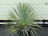 Palmboom - Yucca Rostrata - Pot ⌀ 30 cm - Hoogte  50-60cm