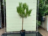 Pijnboom - Pinus Pinea - Parasolden - Winterhard - Pot ⌀ 35cm - Hoogte  225-250cm