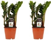 Hellogreen Kamerplant - Set van 2 - Zamio Zenzi - 40 cm