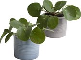 Hellogreen Kamerplant - Duo Pannenkoekplant - Pilea Peperomioides - 12 cm - Keramiek